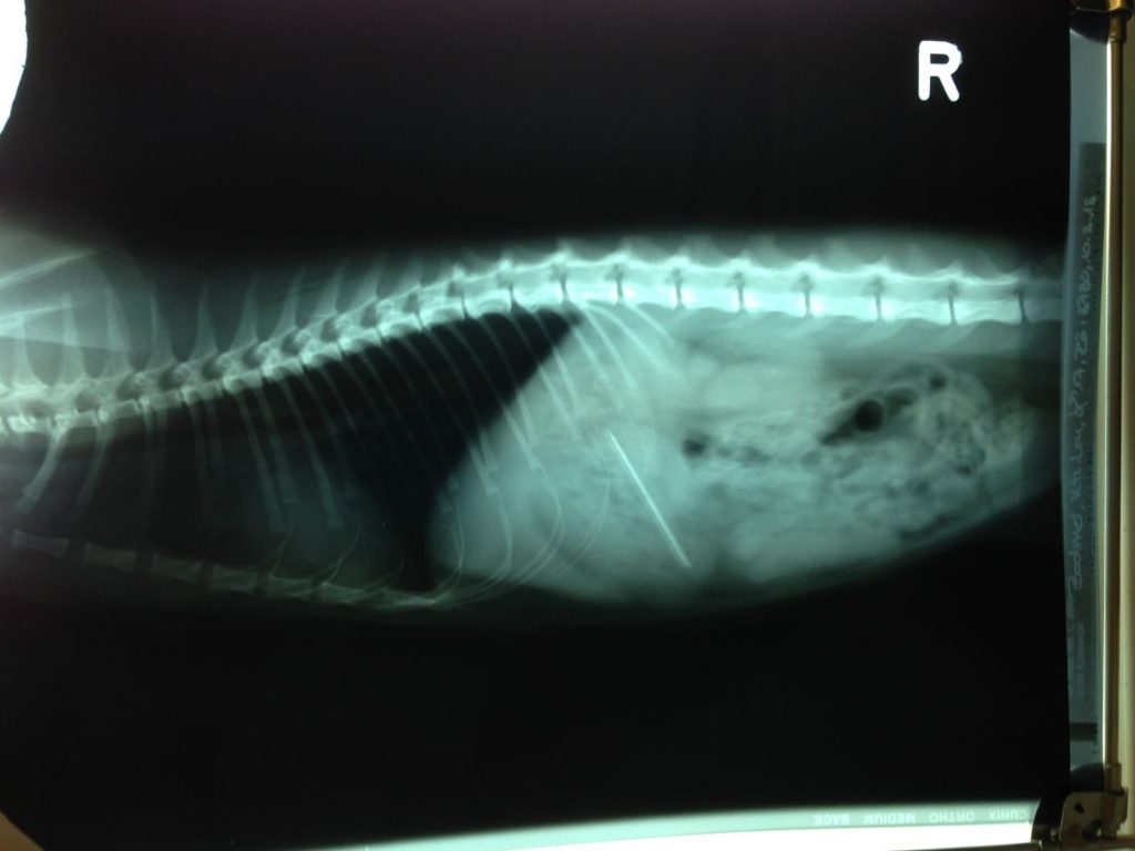 Röntgenbild Katze