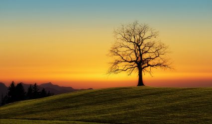 Baum auf Wiese mit Sonnenuntergang