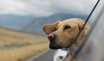 Manche Hunde geniessen Autofahren