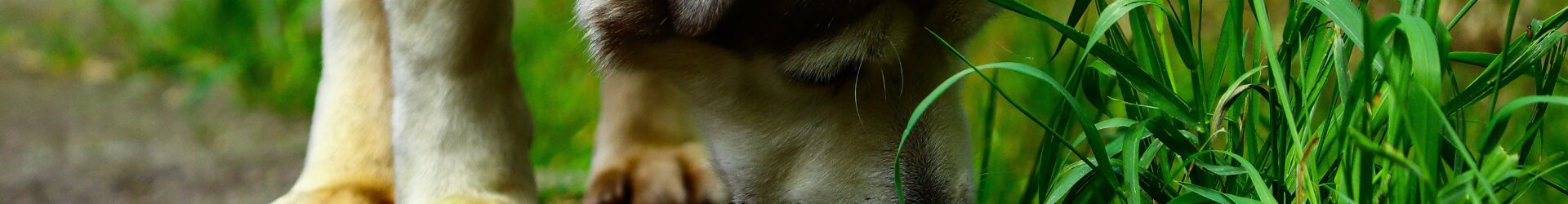 Dog and grass